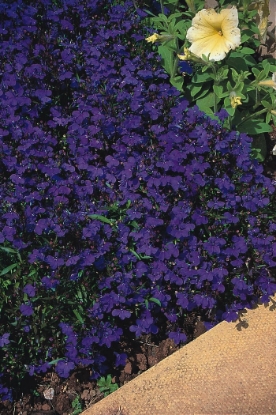 Picture of Lobelia - Crystal Palace
